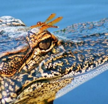 Alligator resting in Louisiana swamp during New Orleans swamp tour experience